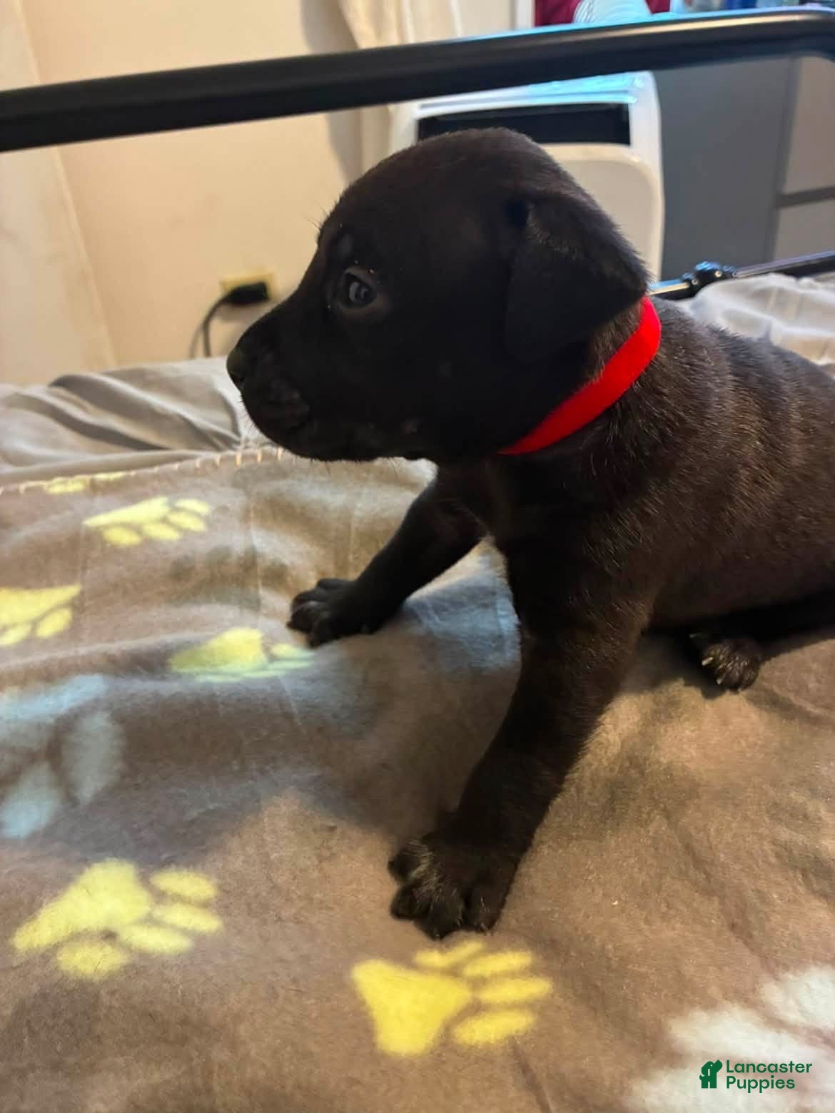 Mixed Breed dogs Mixed Breed 3 - Ad 40