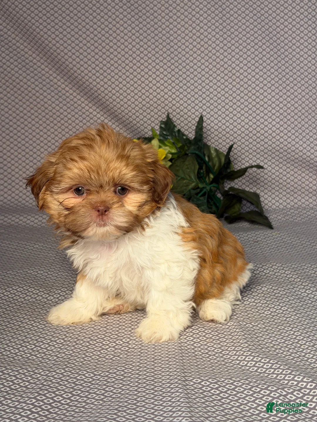Shih Tzu dogs for sale: Jack - Ad 2