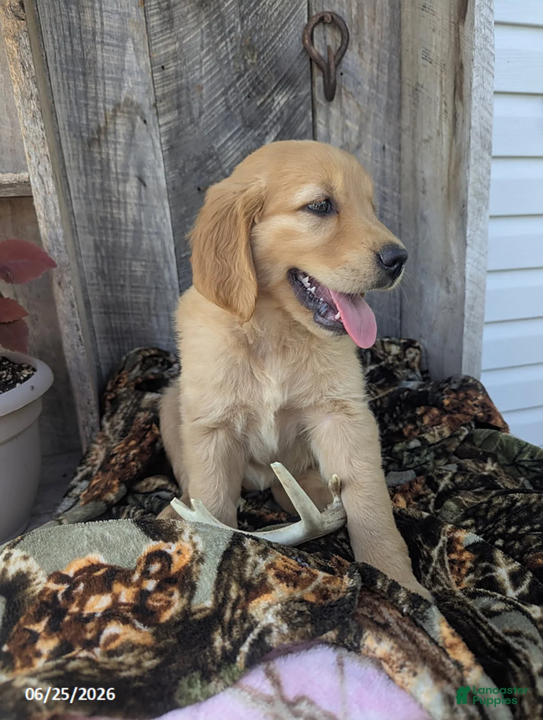 Golden Retriever dogs for sale: Remington - Ad 5