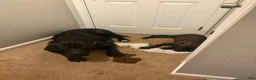 Presa Canario dogs for sale: Presa Canario 3 - Ad 1