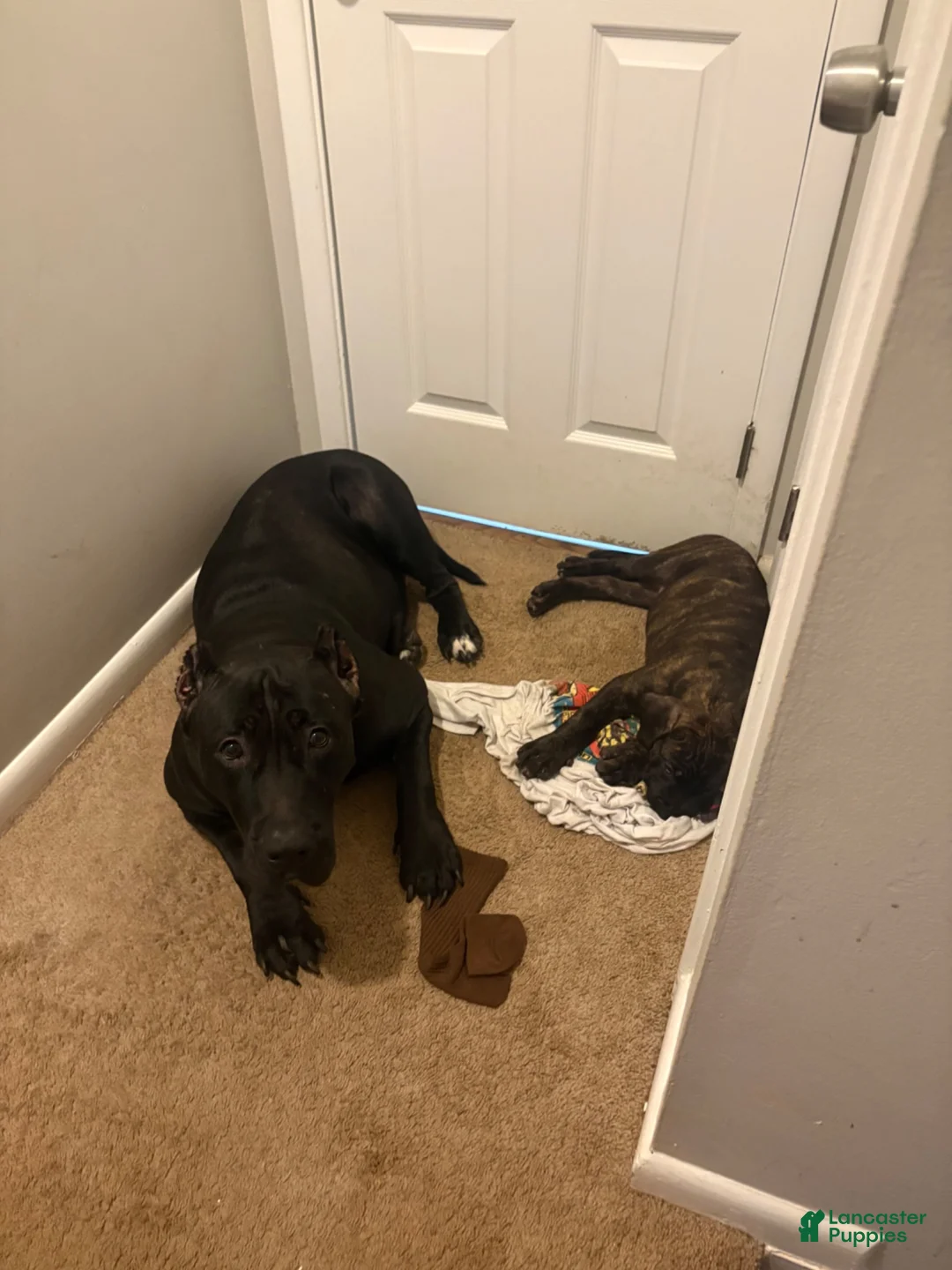 Presa Canario dogs for sale: Presa Canario 3 - Ad 1