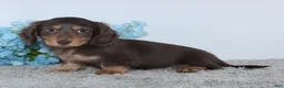 Miniature Dachshund dogs for sale: Jasper - Ad 3