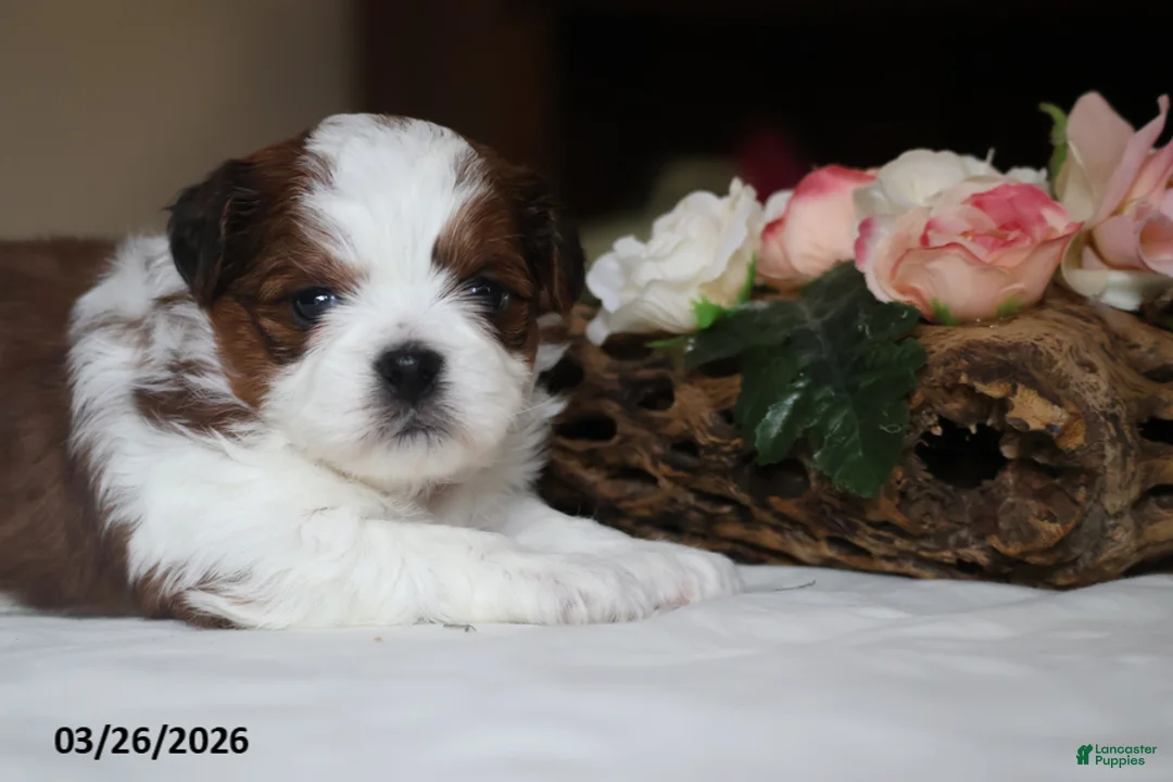 Mixed Breed dogs for sale: Reba - Ad 2