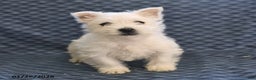 West Highland Terrier dogs for sale: Harold - Ad 1