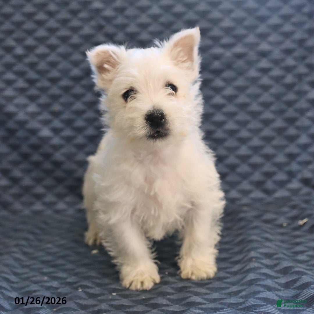 West Highland Terrier dogs for sale: Harold - Ad 1