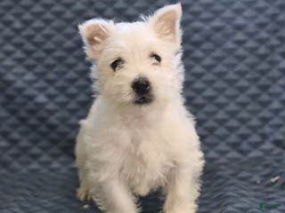 West Highland Terrier dogs Harold - Ad 4