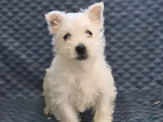 West Highland Terrier dogs Harold - Ad 1