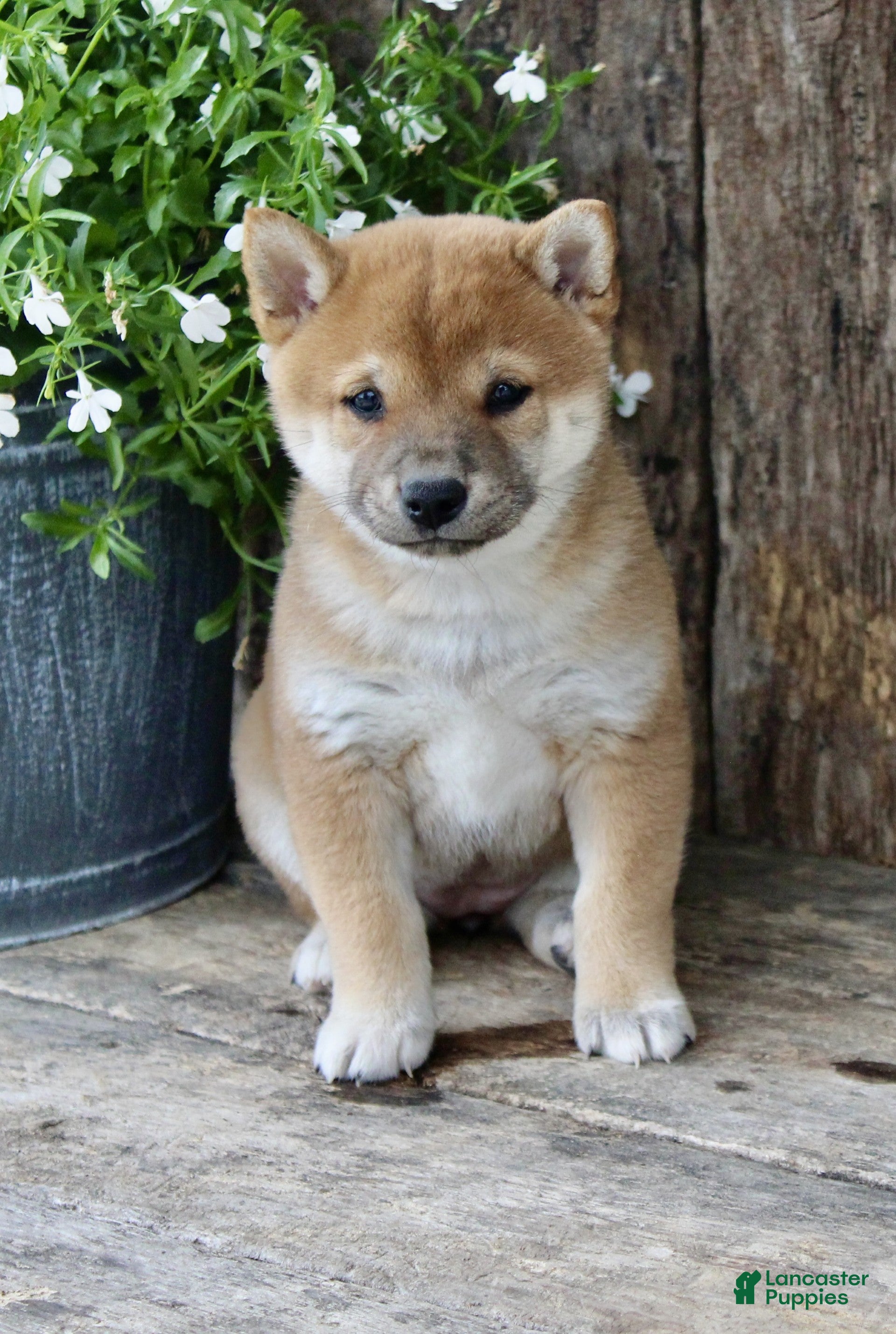Shiba Inu dogs Cookie - Ad 2