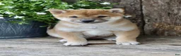 Shiba Inu dogs for sale: Cookie - Ad 2