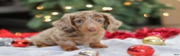 Miniature Dachshund dogs for sale: Buddy - Ad 14