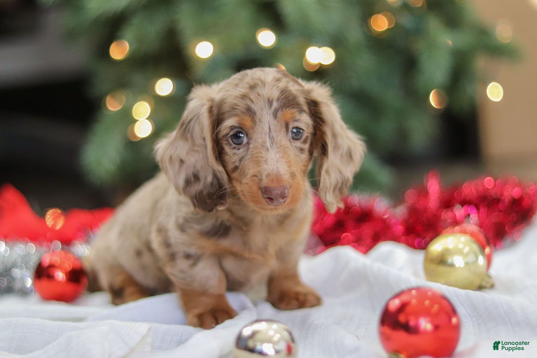 Miniature Dachshund dogs for sale: Buddy - Ad 14