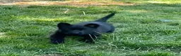 German Shepherd dogs for sale: German Shepherd 3 - Ad 3