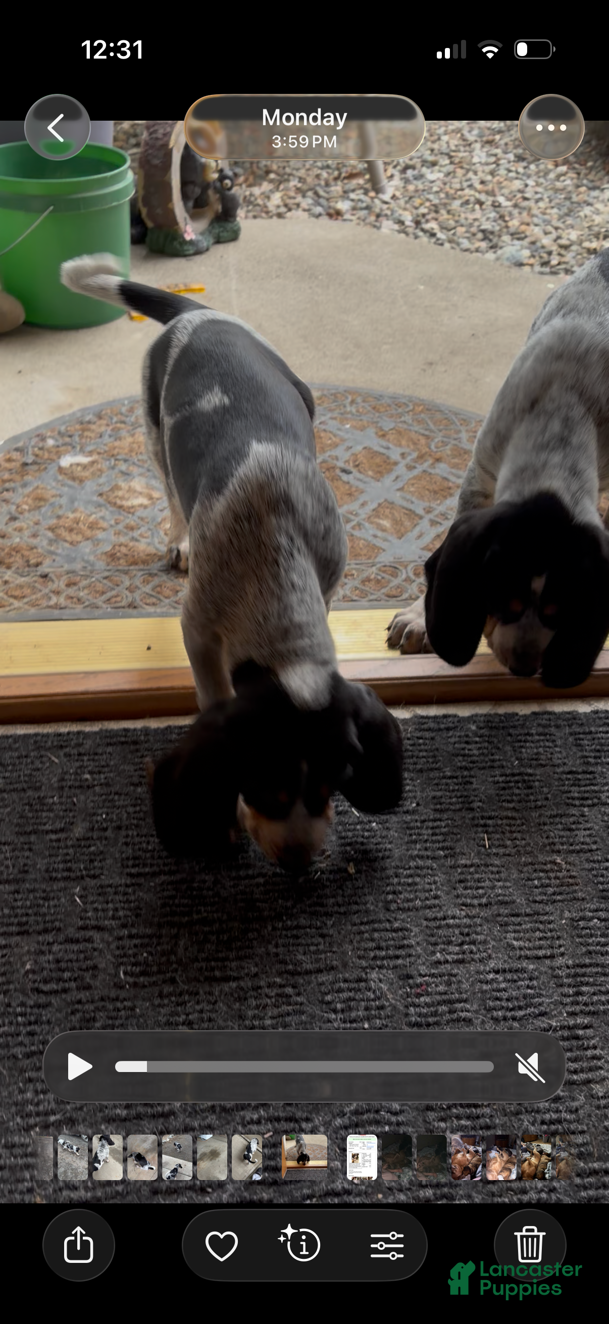 Coonhound dogs Coonhound Puppy 1 - Ad 2