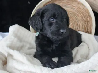 Labradoodle dogs for sale: Polo - Ad 4