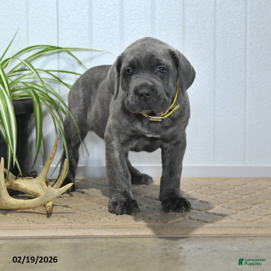 Cane Corso dogs Gunner - Ad 1