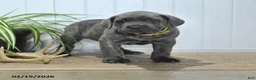 Cane Corso dogs for sale: Gunner - Ad 1
