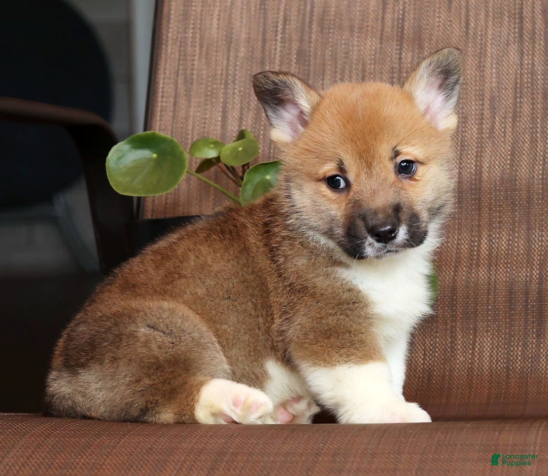 Welsh Corgi Pembroke dogs for sale: Casey - Ad 4
