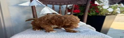 Goldendoodle dogs for sale: Cozette - Ad 10