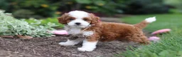Cavapoo dogs for sale: Brody - Ad 3