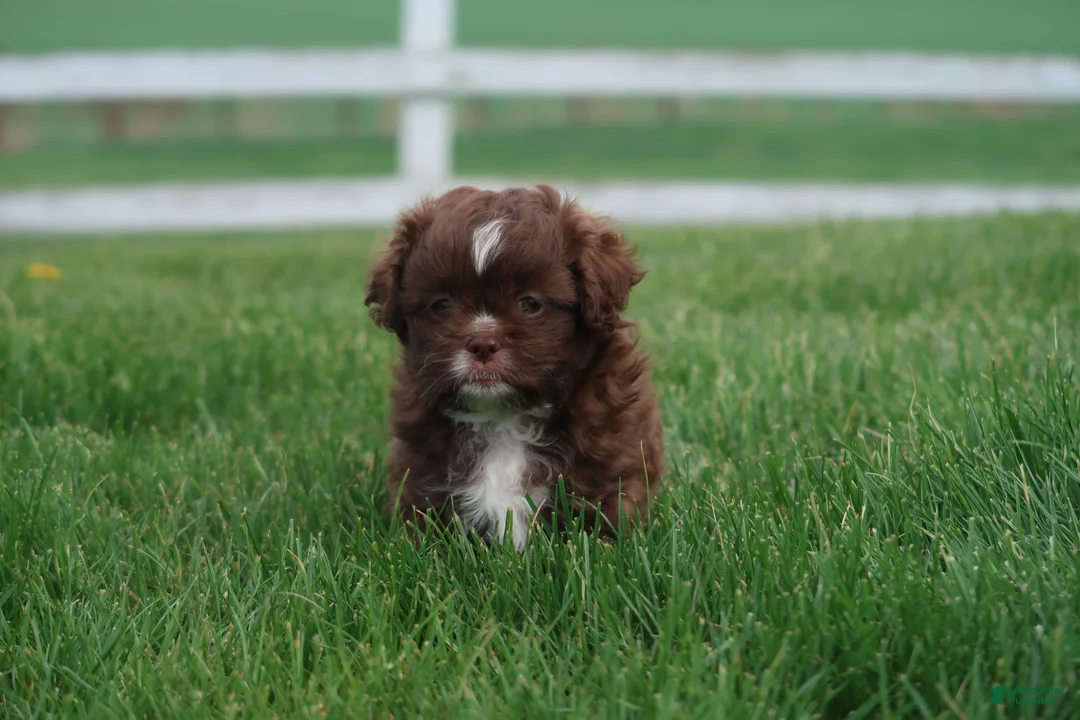 Shihpoo dogs for sale: Zed - Ad 2
