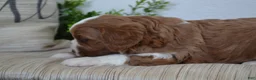 Miniature Poodle dogs for sale: Pebbles - Ad 3