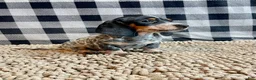 Miniature Dachshund dogs for sale: Nettie - Ad 8