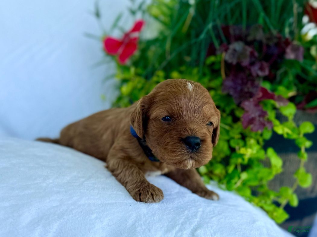 Cavapoo dogs Milo - Ad 2