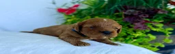 Cavapoo dogs for sale: Milo - Ad 2