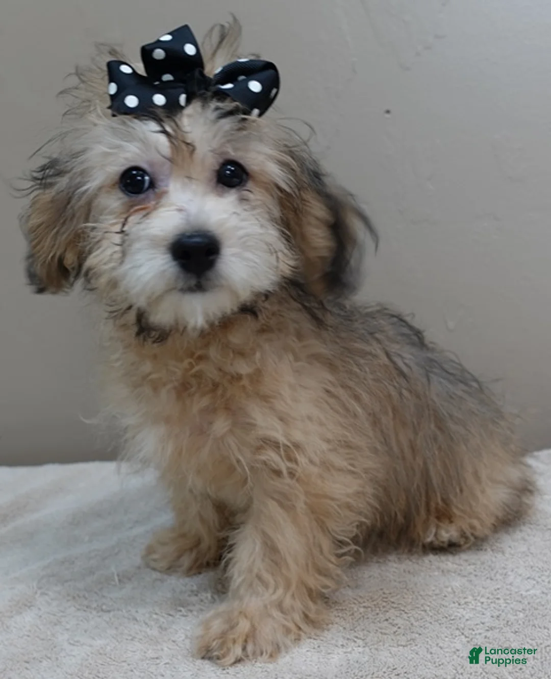 Maltipoo dogs for sale: Little fox rare sable 4 lbs 14 ozs - Ad 2