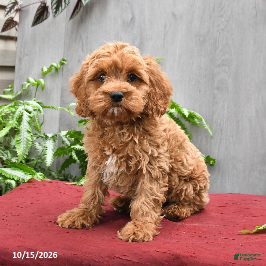 Cockapoo dogs Jasper - Ad 1