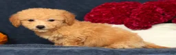 Bichpoo dogs for sale: Olive - Ad 5