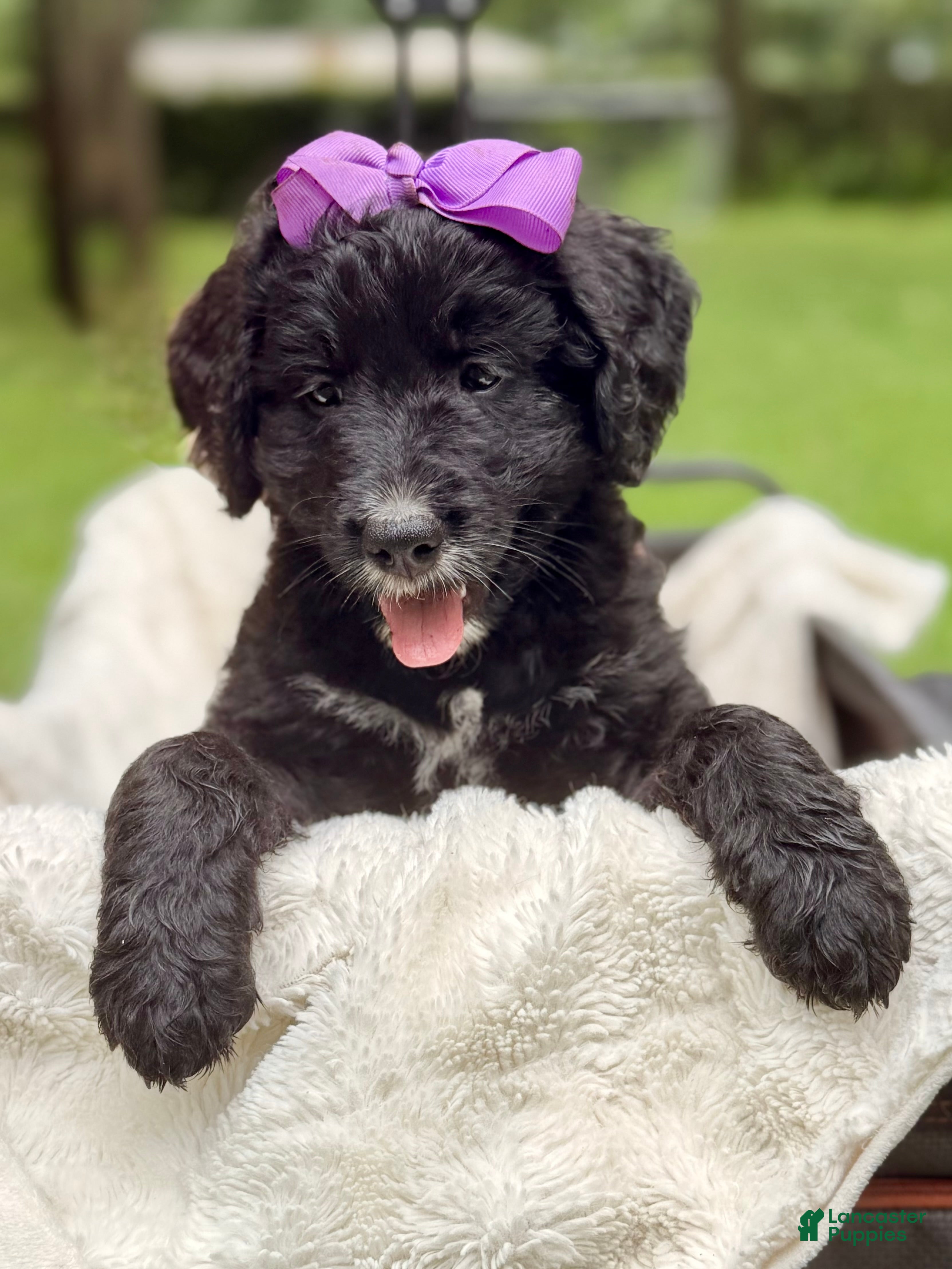 Bernedoodle dogs Purple Violet - Ad 37