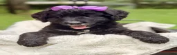 Bernedoodle dogs for sale: Purple Violet - Ad 1
