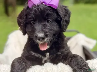 Bernedoodle dogs Purple Violet - Ad 37