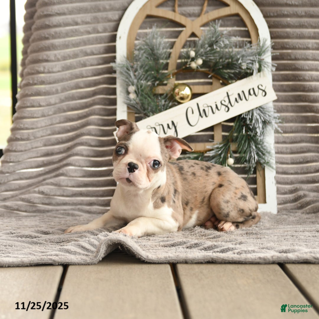 Boston Terrier dogs for sale: Kenzie - Ad 2