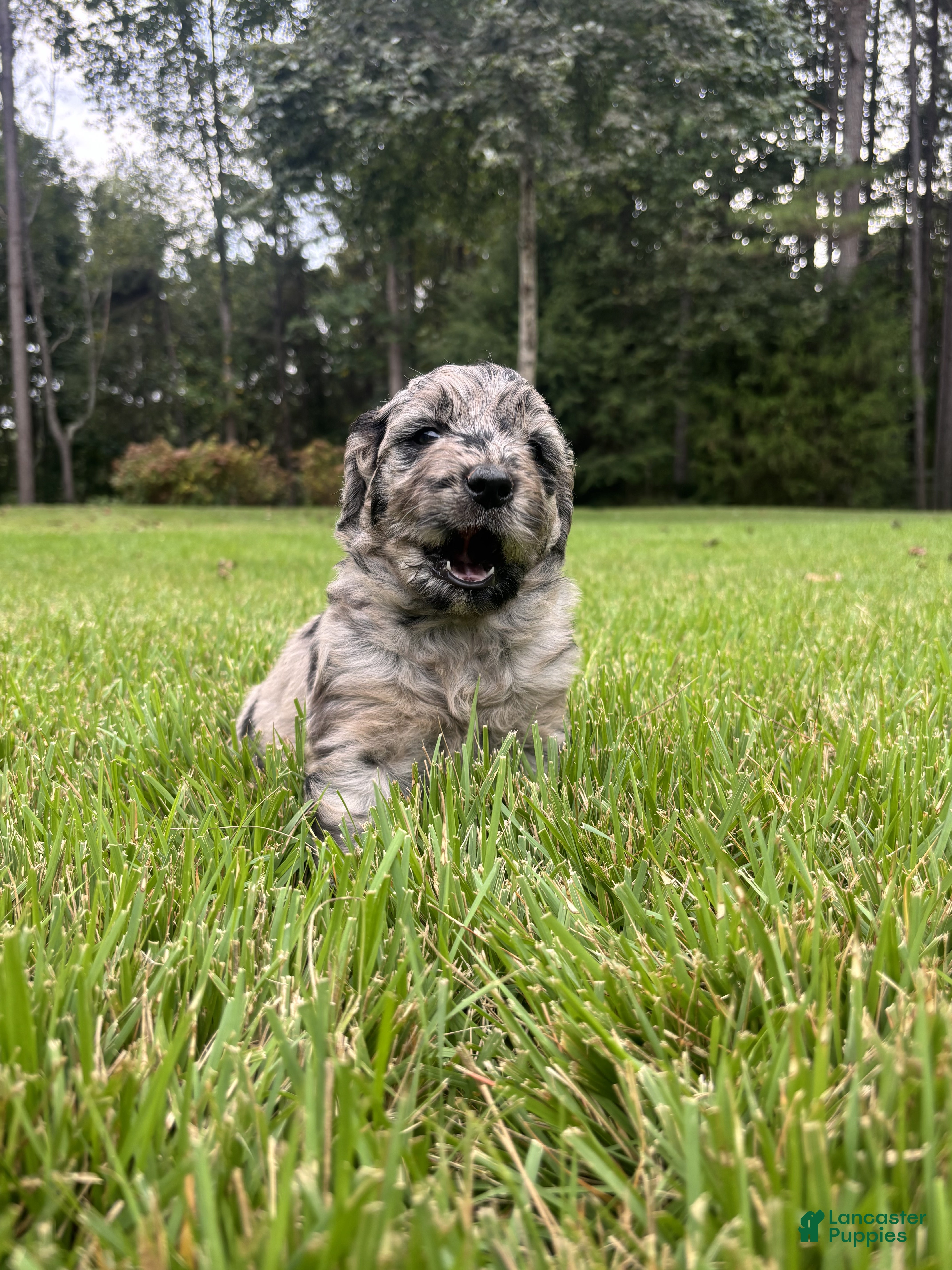 Goldendoodle dogs Dolly - Ad 2