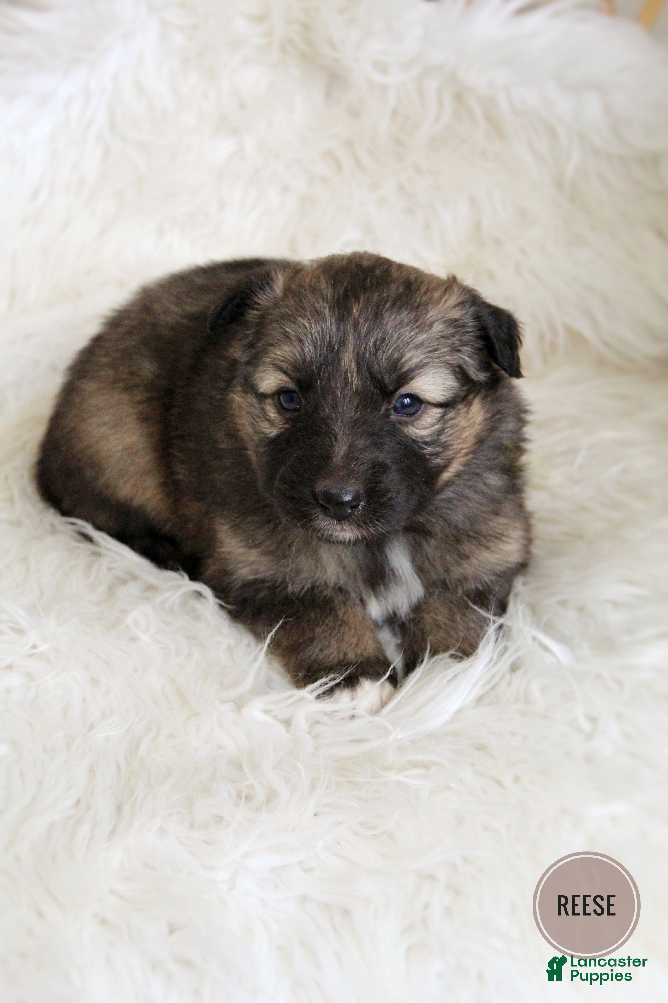 Mixed Breed dogs Reese - Ad 2