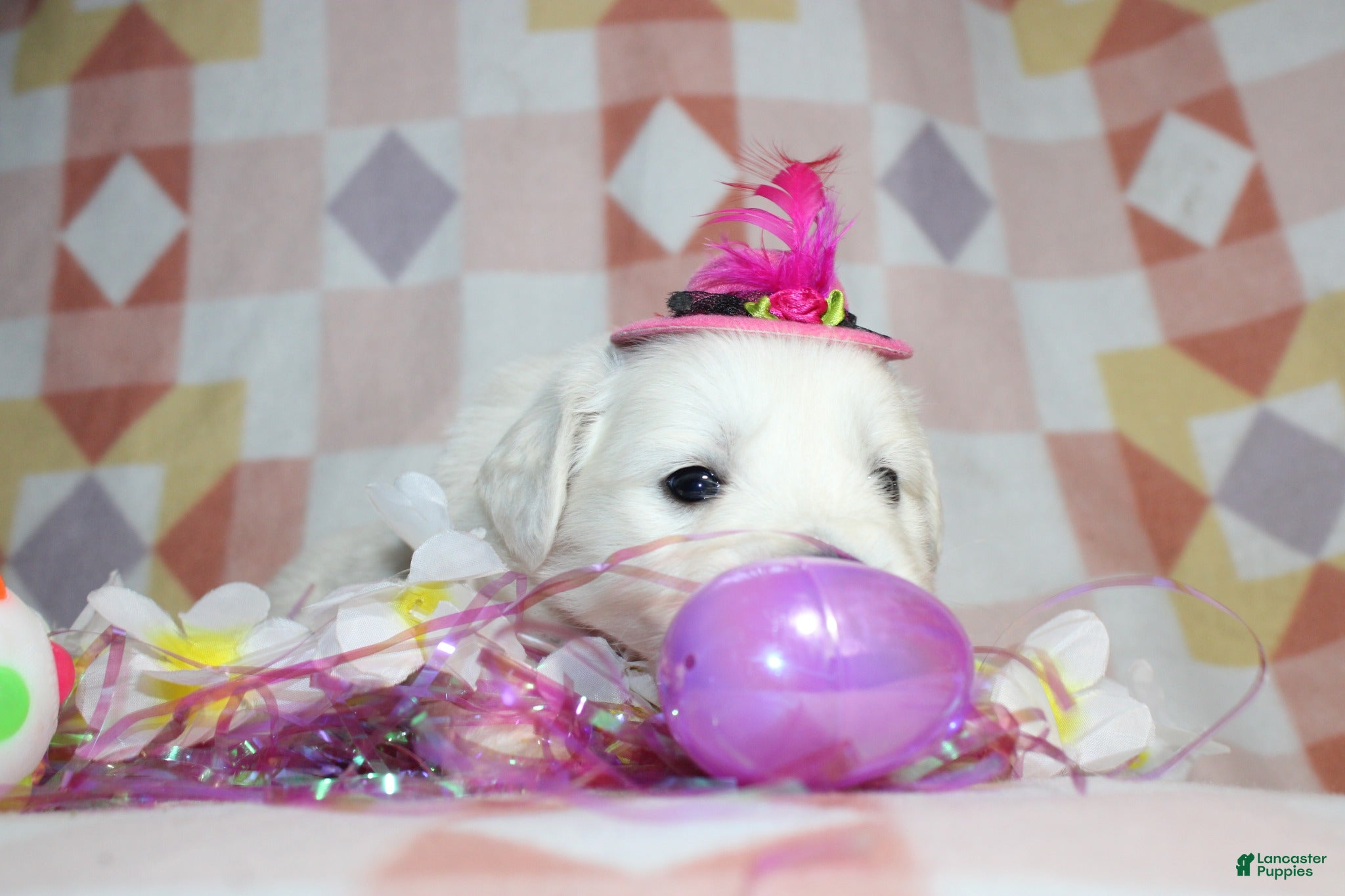 Golden Retriever dogs Millie 💕 - Ad 2