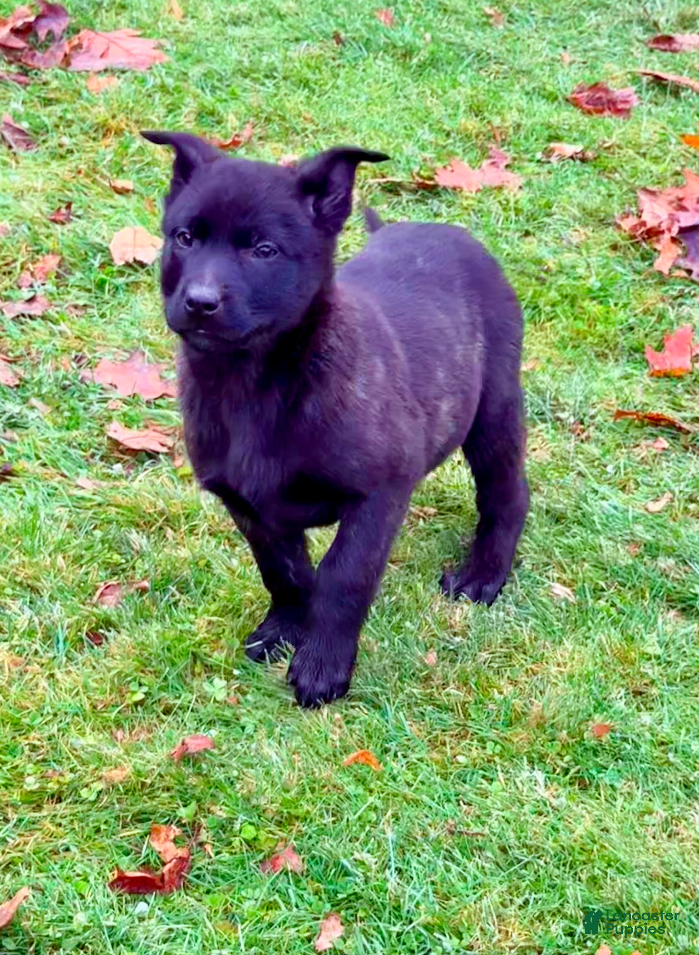 Mixed Breed dogs Black collar - Female Brindle - Ad 2