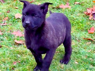 Mixed Breed dogs Black collar - Female Brindle - Ad 4