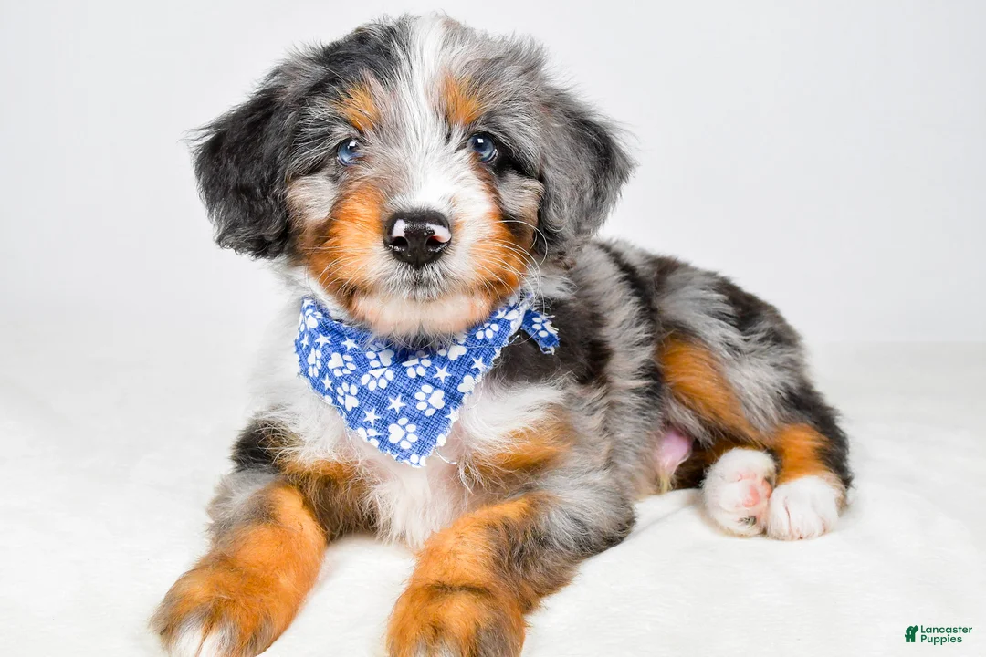 Aussiedoodle dogs for sale: Max - Ad 1