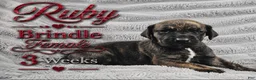 Great Dane dogs for sale: Ruby - Ad 7