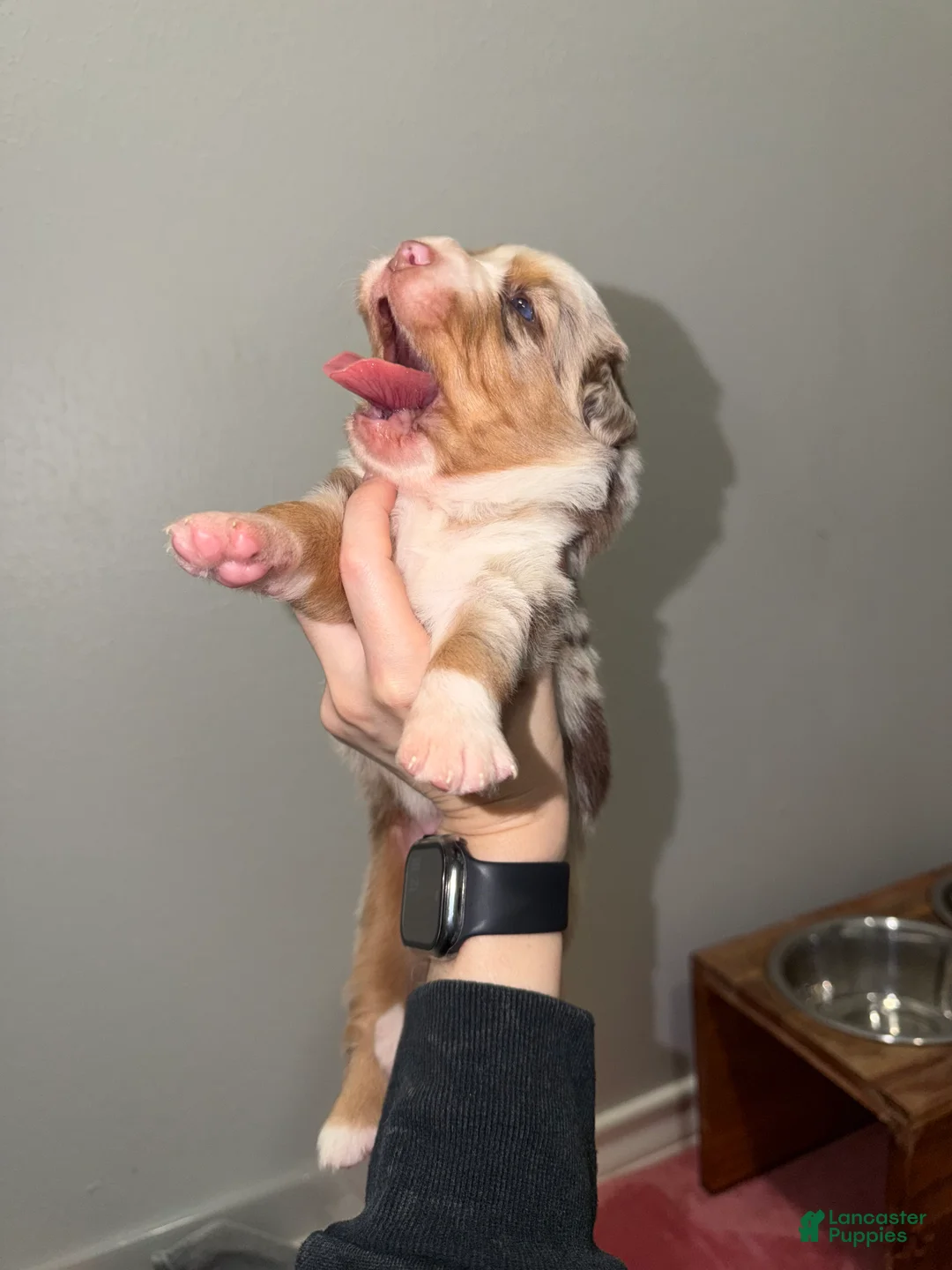 Miniature Australian Shepherd dogs for sale: Rip  - Ad 2