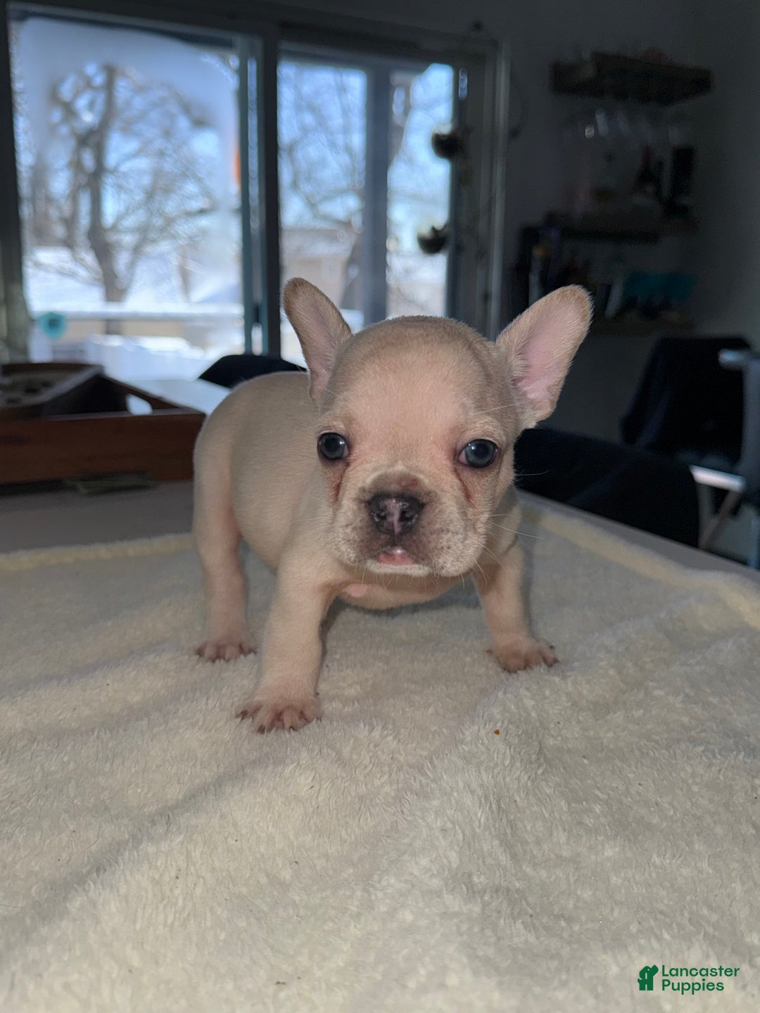French Bulldog dogs for sale: French Bulldog Puppy 2 - Ad 2