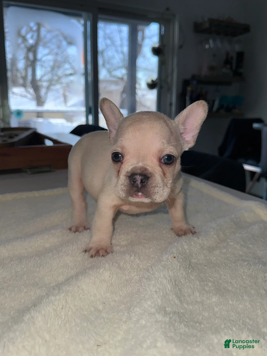 French Bulldog dogs for sale: French Bulldog Puppy 2 - Ad 2
