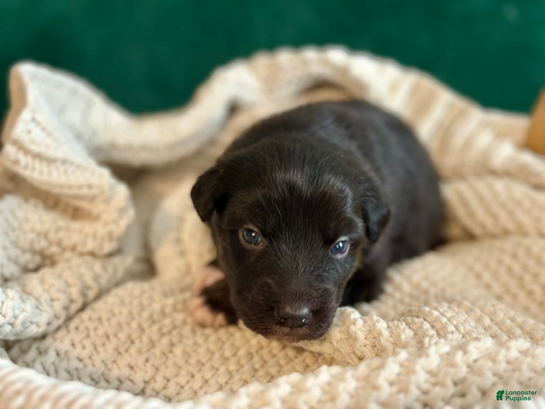 Australian Shepherd dogs for sale: Black Tri Female (Violet) - Ad 7