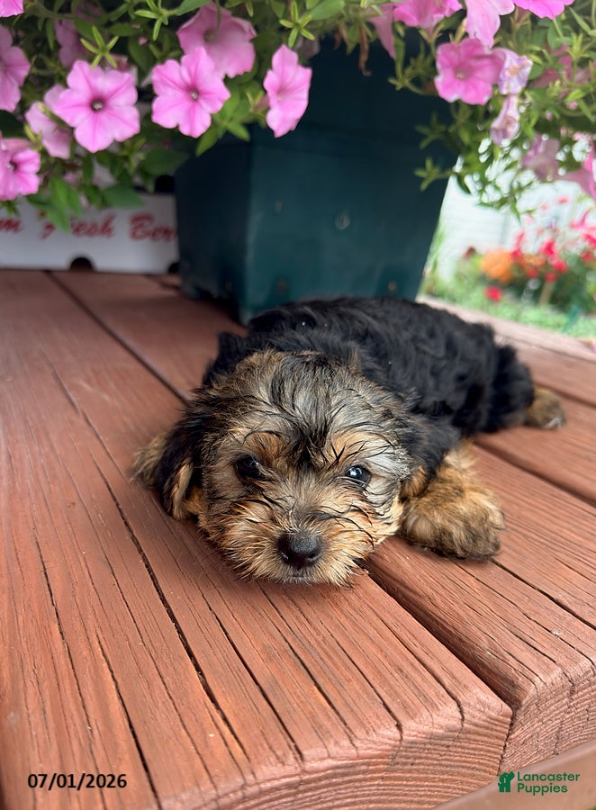 Shorkie dogs Tiny Tim - Ad 2