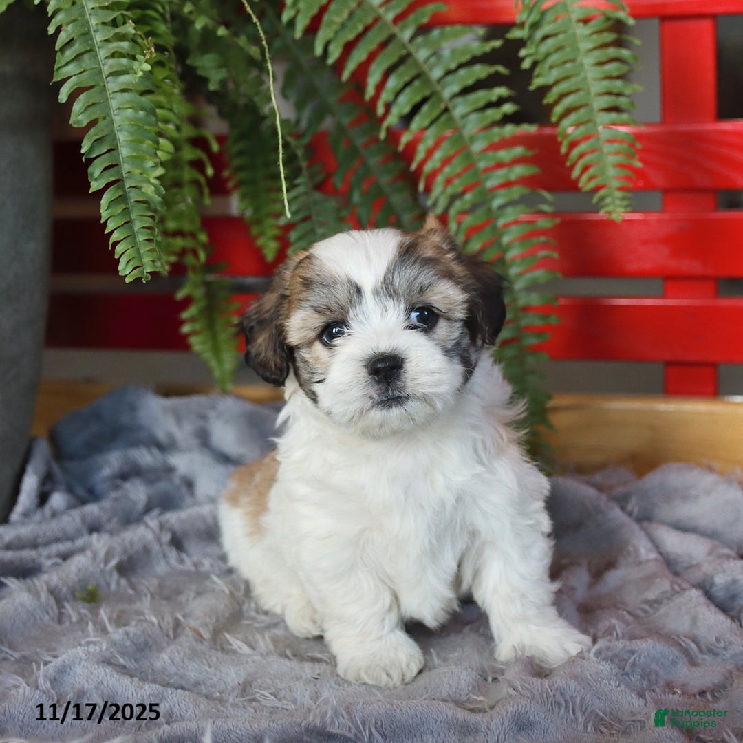 Teddy Bear dogs for sale: Tori - Ad 2