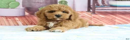 Mini Goldendoodle dogs for sale: Kendra - Ad 4