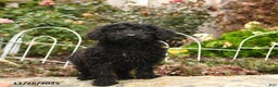 Toy Poodle dogs for sale: Saba - Ad 2